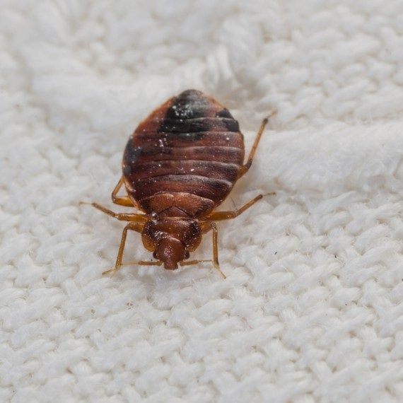Bed Bugs, Pest Control in Highbury, N5. Call Now! 020 8166 9746