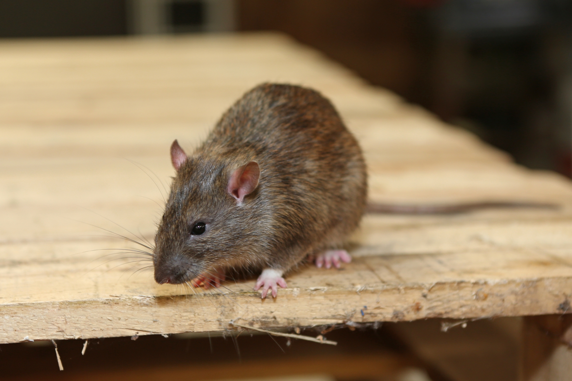 Rat Infestation, Pest Control in Highbury, N5. Call Now 020 8166 9746