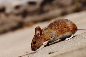 Mouse extermination, Pest Control in Highbury, N5. Call Now 020 8166 9746