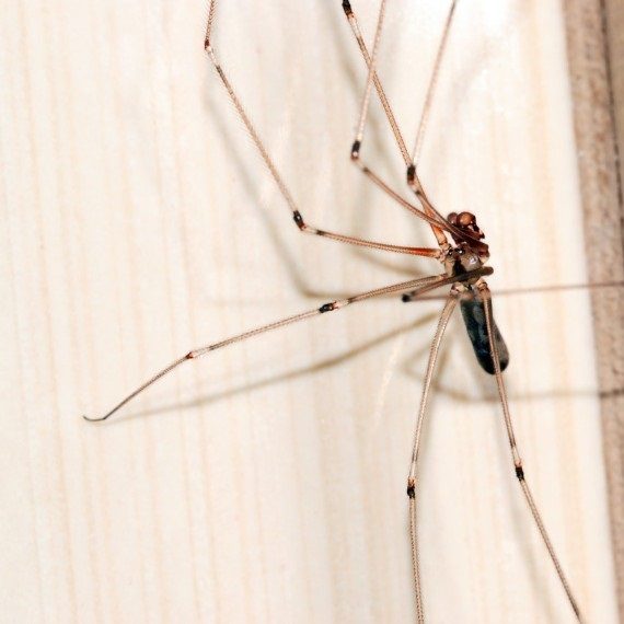 Spiders, Pest Control in Highbury, N5. Call Now! 020 8166 9746