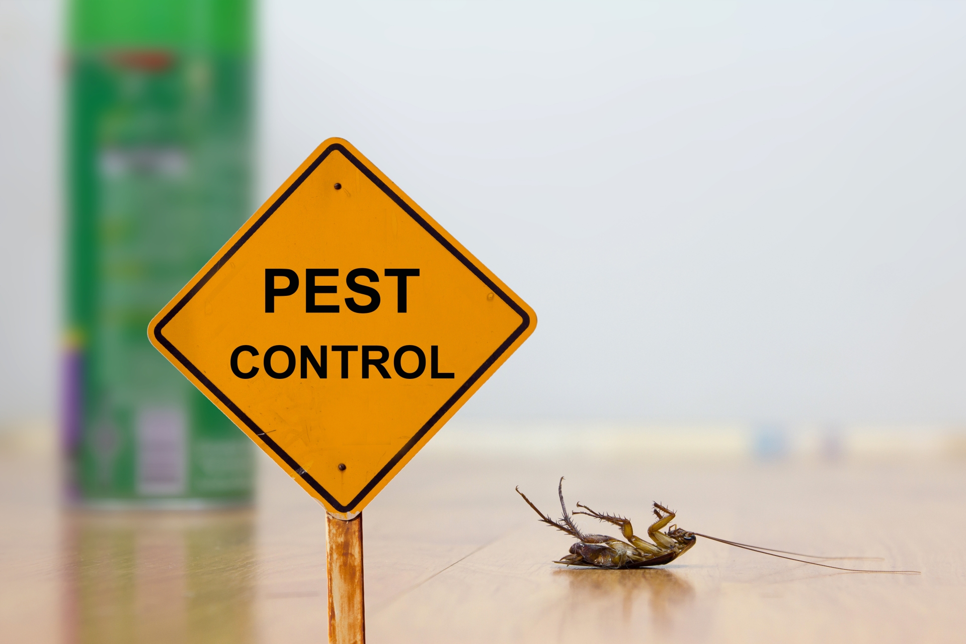 24 Hour Pest Control, Pest Control in Highbury, N5. Call Now 020 8166 9746