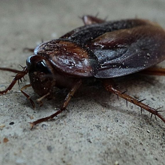 Cockroaches, Pest Control in Highbury, N5. Call Now! 020 8166 9746