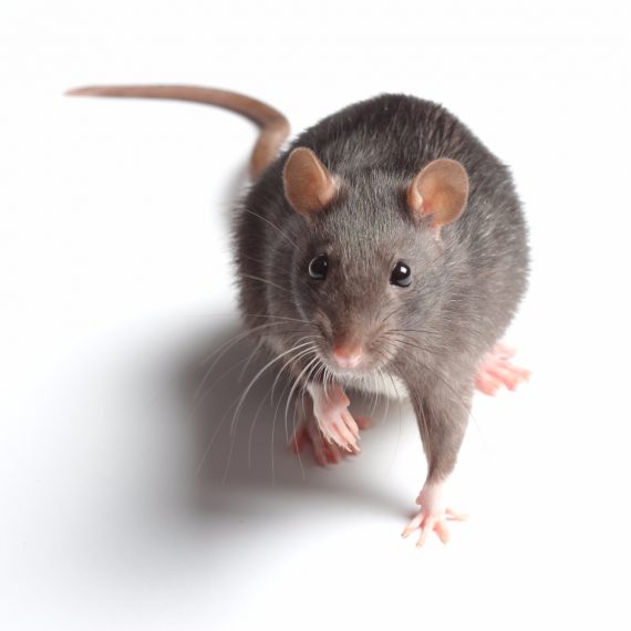 Rats, Pest Control in Highbury, N5. Call Now! 020 8166 9746