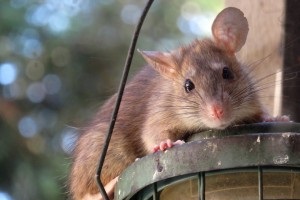 Rat extermination, Pest Control in Highbury, N5. Call Now 020 8166 9746