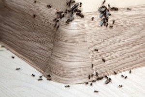 Ant Control, Pest Control in Highbury, N5. Call Now 020 8166 9746
