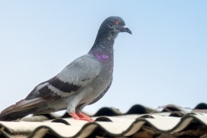 Pigeon Control, Pest Control in Highbury, N5. Call Now 020 8166 9746