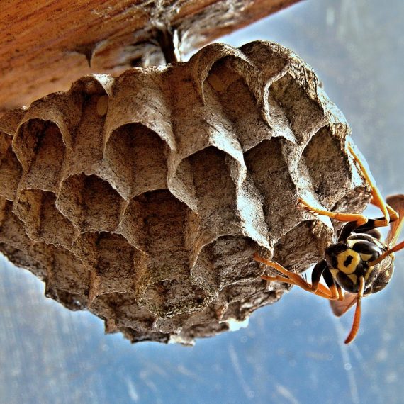Wasps Nest, Pest Control in Highbury, N5. Call Now! 020 8166 9746